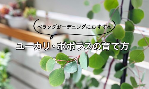 脂肪肝能吃坚果吗